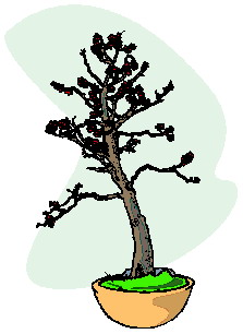 bonsai-i-karlikovoe-derevo-animatsionnaya-kartinka-0042