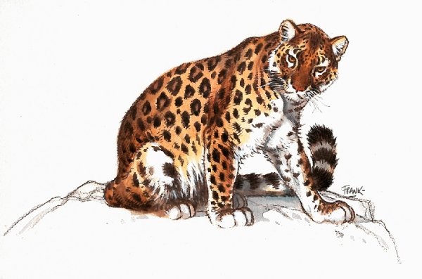 leopard-animatsionnaya-kartinka-0017