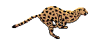 leopard-animatsionnaya-kartinka-0022