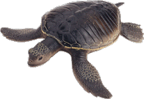 reptiliya-animatsionnaya-kartinka-0071