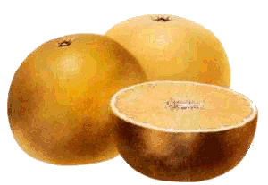 greipfrut-animatsionnaya-kartinka-0012