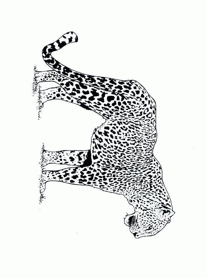 raskraska-gepard-animatsionnaya-kartinka-0012
