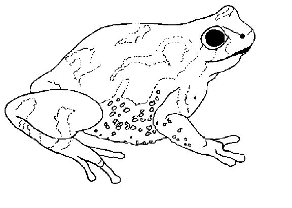 Рисунок ядовитой лягушки