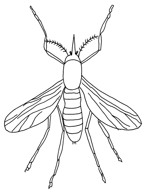 raskraska-nasekomyy-animatsionnaya-kartinka-0002