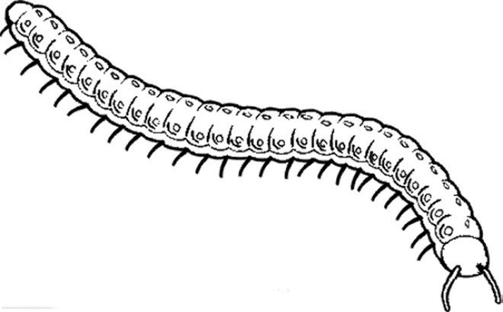 raskraska-nasekomyy-animatsionnaya-kartinka-0024