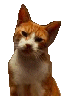 Котик гиф для презентации