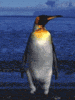 pingvin-animatsionnaya-kartinka-0140