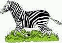 zebra-animatsionnaya-kartinka-0025
