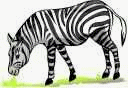 zebra-animatsionnaya-kartinka-0026