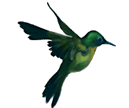 kolibri-animatsionnaya-kartinka-0041