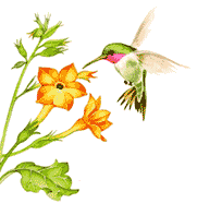 kolibri-animatsionnaya-kartinka-0046