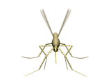 moskity-animatsionnaya-kartinka-0015
