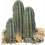 kaktus-animatsionnaya-kartinka-0022